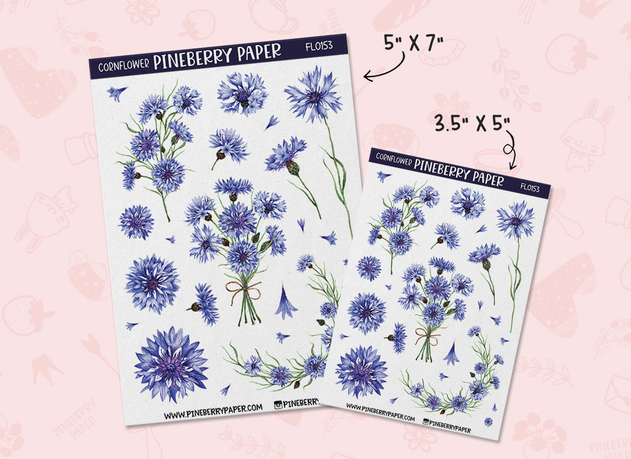Cornflower | Bachelor's Button | FL0153