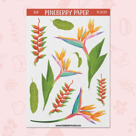 Birds of Paradise | FL0239